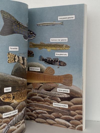 NEW ZEALAND LAKES AND RIVERS: A Field Guide