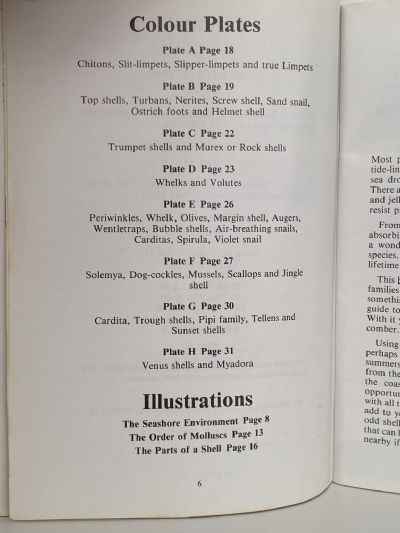 COLLECTING NEW ZEALAND SEA SHELLS The Children's Guide