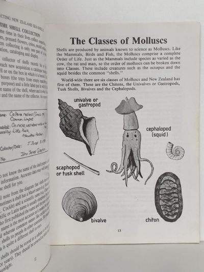COLLECTING NEW ZEALAND SEA SHELLS The Children's Guide