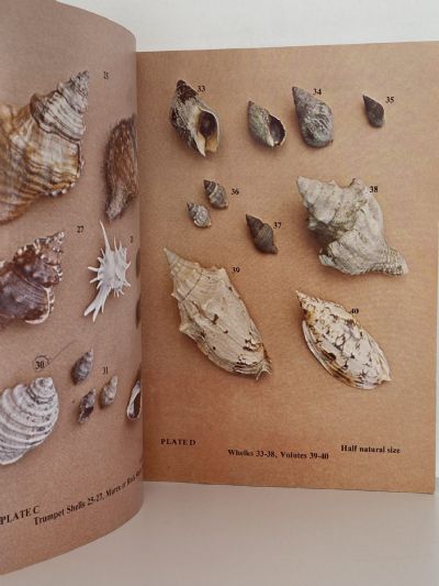COLLECTING NEW ZEALAND SEA SHELLS The Children's Guide