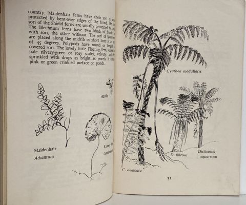 NATIVE PLANTS: An Introduction to the Plant Life of New Zealand