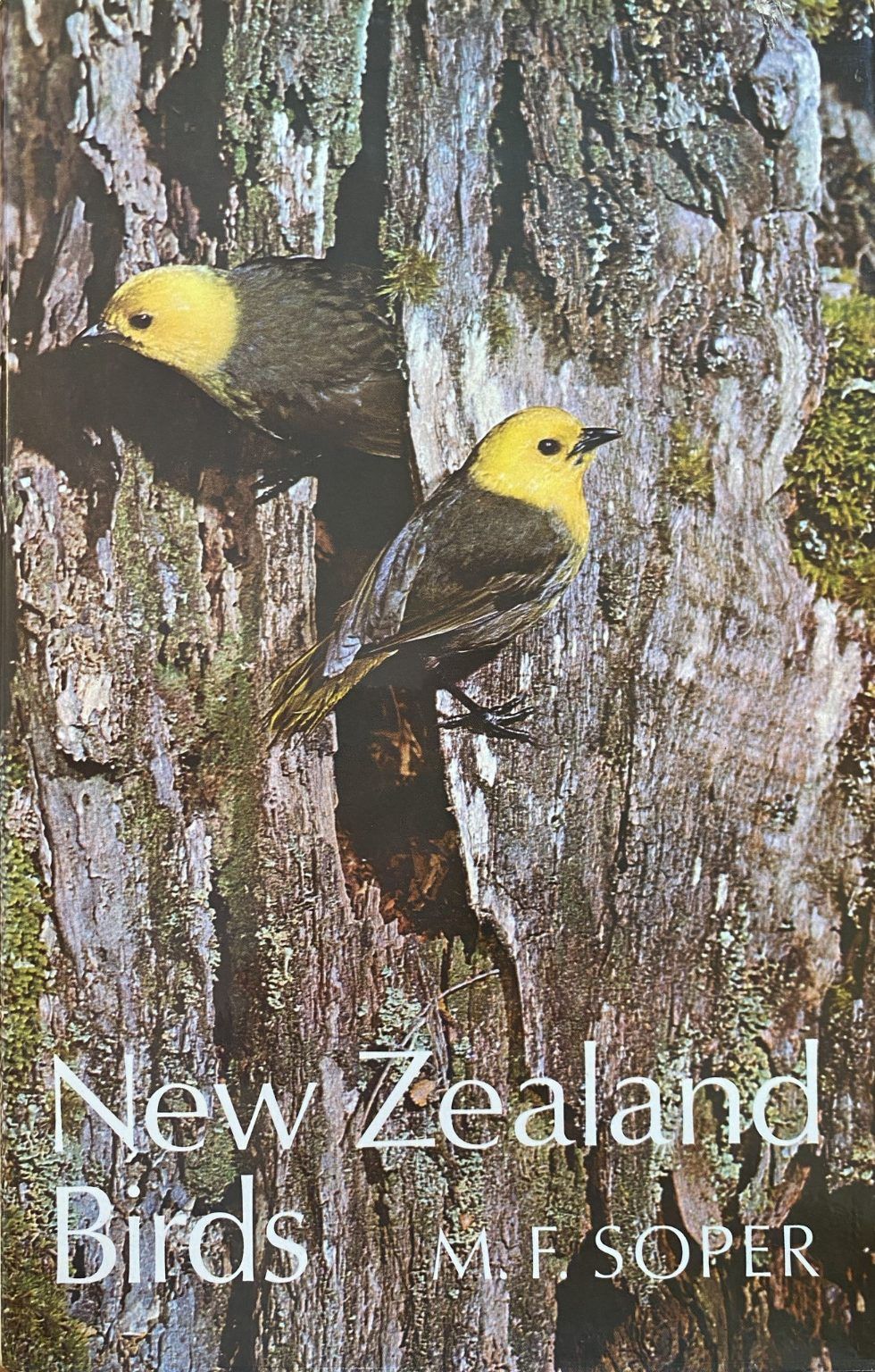 NEW ZEALAND BIRDS
