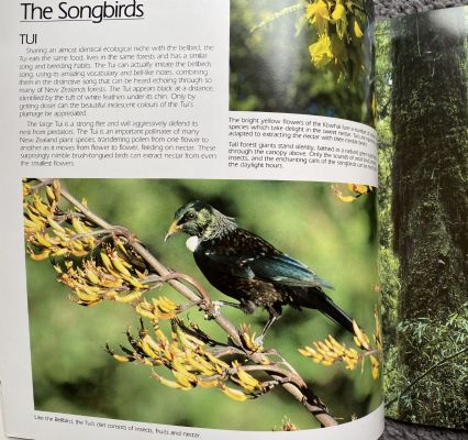 BIRDS OF THE NEW ZEALAND FOREST