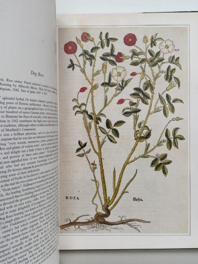CLASSIC NATURAL HISTORY PRINTS: Plants