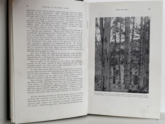 AFFORESTATION IN SOUTHERN LANDS