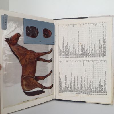 The Horsemasters Notebook