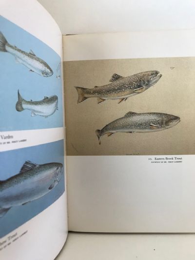 TOMMY BRAYSHAW: The Ardent Angler-Artist