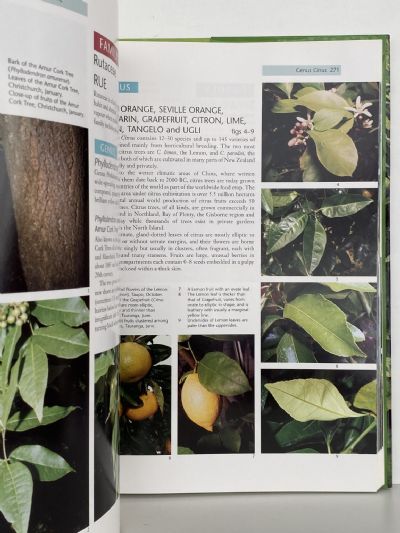EXOTIC TREES IN NEW ZEALAND: The Broadleaves