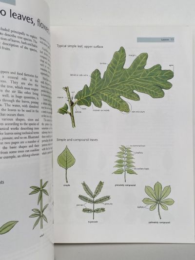 EXOTIC TREES IN NEW ZEALAND: The Broadleaves