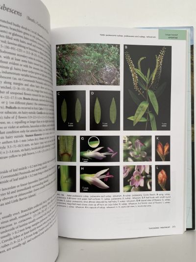 AN ILLUSTRATED GUIDE TO NEW ZEALAND HEBES