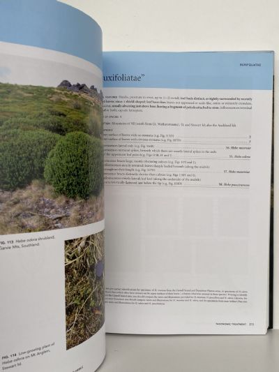 AN ILLUSTRATED GUIDE TO NEW ZEALAND HEBES