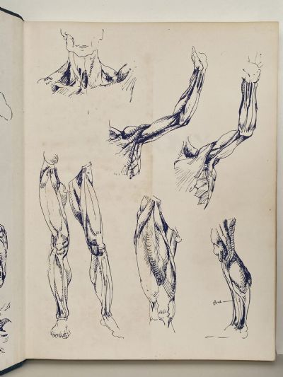 ANATOMY: A Complete Guide For Artists