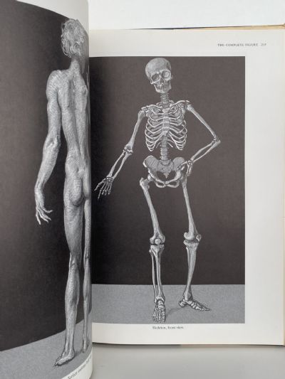 ANATOMY: A Complete Guide For Artists