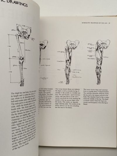 ANATOMY: A Complete Guide For Artists