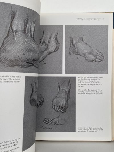 ANATOMY: A Complete Guide For Artists