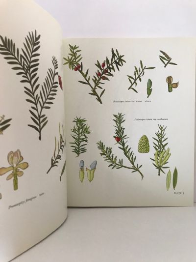 THE ESSENTIAL AUDREY EAGLE: Botanical Art of New Zealand