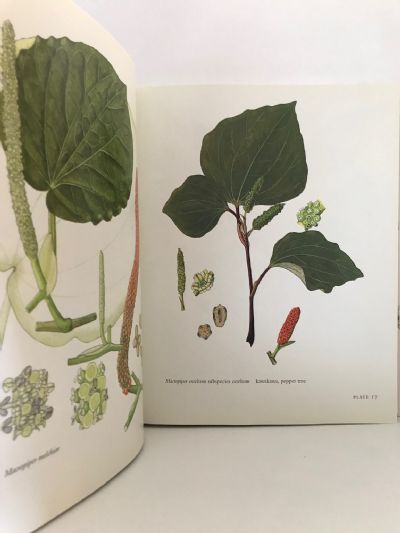 THE ESSENTIAL AUDREY EAGLE: Botanical Art of New Zealand