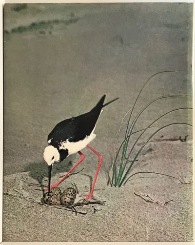 REFOCUS ON NEW ZEALAND BIRDS: Bird Photography and Observation