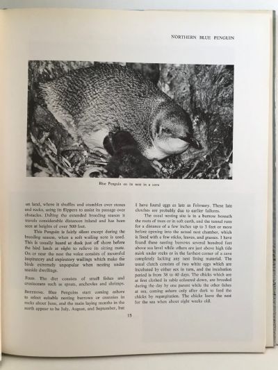 REFOCUS ON NEW ZEALAND BIRDS: Bird Photography and Observation