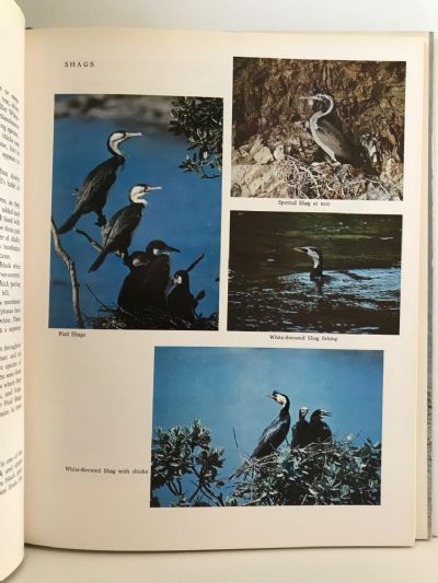 REFOCUS ON NEW ZEALAND BIRDS: Bird Photography and Observation