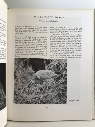 REFOCUS ON NEW ZEALAND BIRDS: Bird Photography and Observation