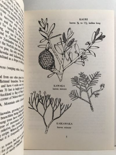NATURE IN NEW ZEALAND: Native Trees