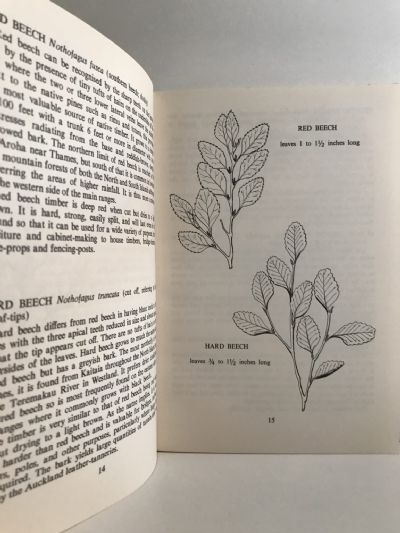 NATURE IN NEW ZEALAND: Native Trees