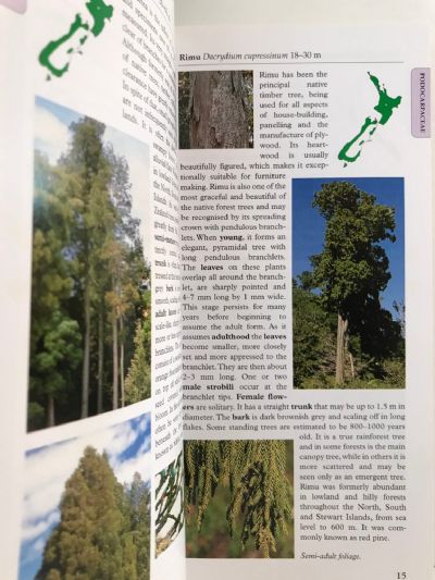 TREES OF NEW ZEALAND: A Photographic Guide