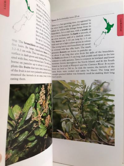 TREES OF NEW ZEALAND: A Photographic Guide