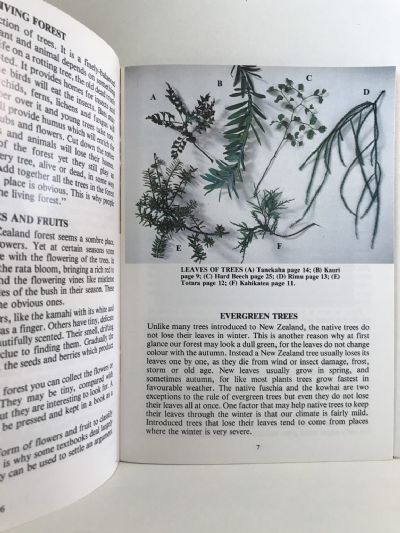 THE NATIVE TREES AND FORESTS of New Zealand - The Children's Guide