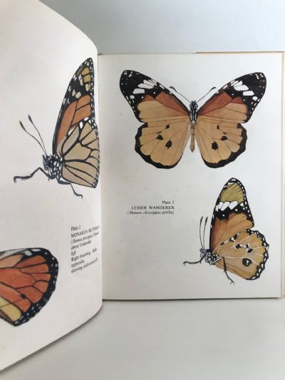 BUTTERFLIES OF NEW ZEALAND