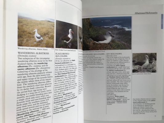 NEW ZEALAND IN THE WILD