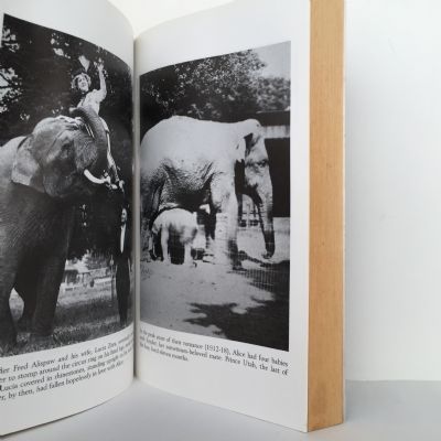 The Astonishing Elephant