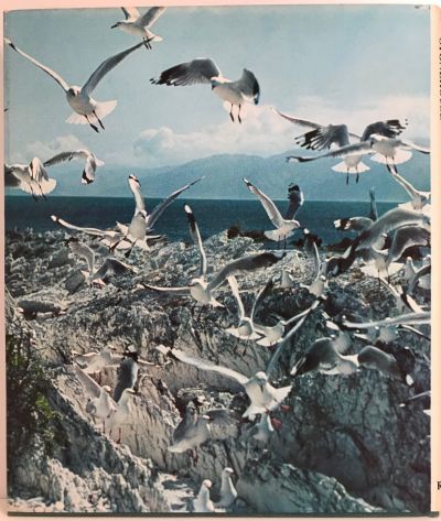 BIRDS OF THE NEW ZEALAND SHORE