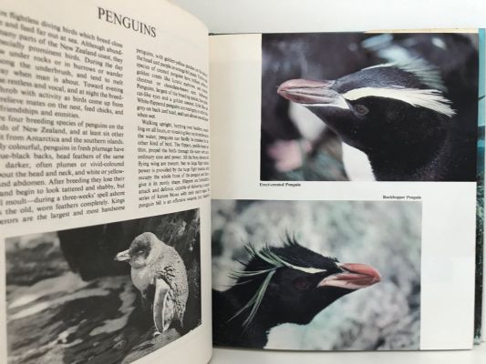 BIRDS OF THE NEW ZEALAND SHORE