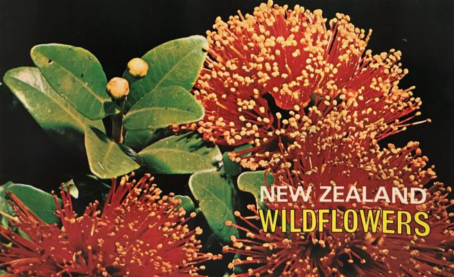 NEW ZEALAND WILDFLOWERS 