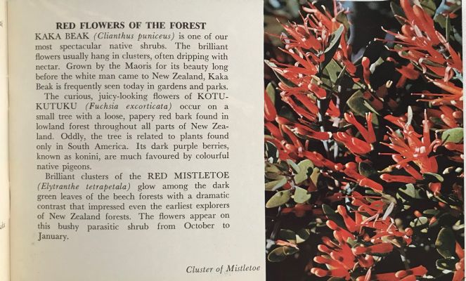 NEW ZEALAND WILDFLOWERS