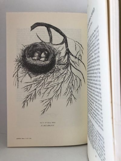 OUT IN THE OPEN: A Budget of Scraps of Natural History - Gathered in New Zealand